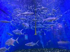 -成都浩海立方海洋公园