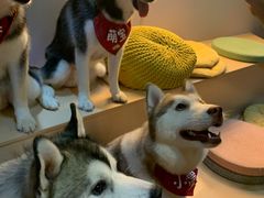 -Husky Go! 哈士奇体验馆·宠物咖啡厅狗咖