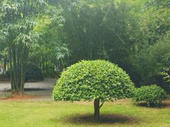 -深圳仙湖植物园
