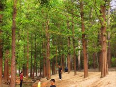 -白水寺森林公园