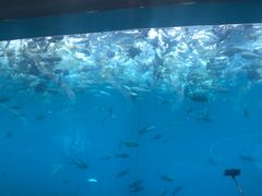 -瑞德姆美人鱼海底演艺主题餐厅(亚龙湾店)