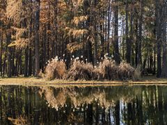 -上海共青森林公园