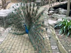 -泉州海丝野生动物世界