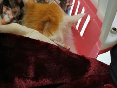 -纳吉亚猫专科动物诊疗中心(蒋宅口分院)