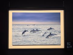 -罗红摄影艺术馆