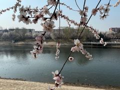 -桃花堤公园