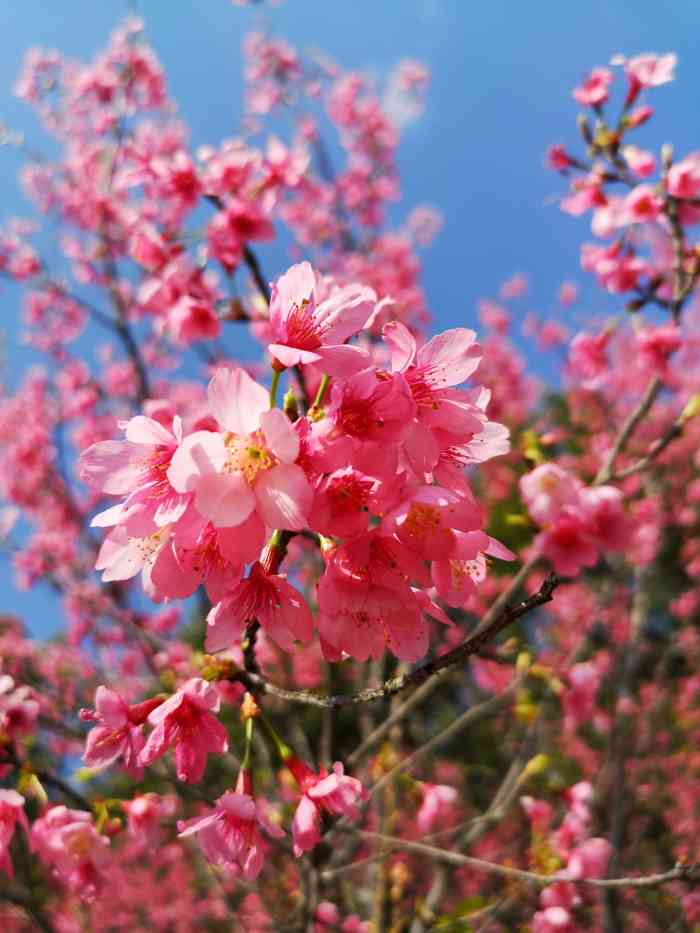 希望有更多的朋友来这里散步 蝴蝶山公园 永安市其他五洲城