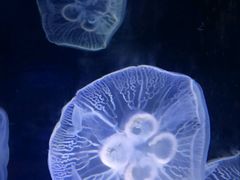 -泉城欧乐堡海洋极地世界