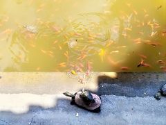 -圆通禅寺