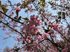 -上海共青森林公园