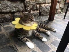 -喵屿·大理花园猫咖