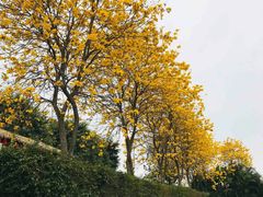-天适樱花悠乐园