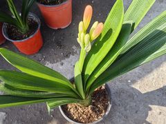 -中环花鸟鱼虫市场