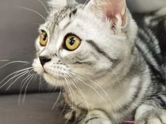 -lincat·猫舍(广州店)