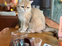 -咖法森林·咖啡  酒吧(天河店)