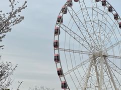 -顾村公园