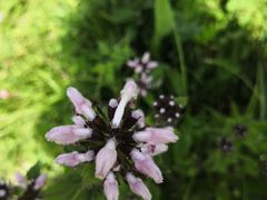 -白草畔自然风景区