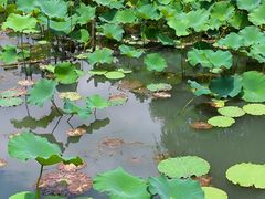 -昆山城市生态森林公园