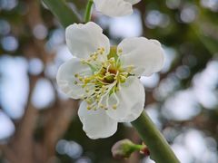 -荔枝公园(福田区)