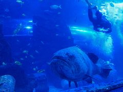 -太平洋海底世界