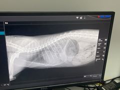 -爱妮康宠物医院·干细胞免疫细胞·肿瘤·心脏(张江店)