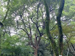 -杭州植物园