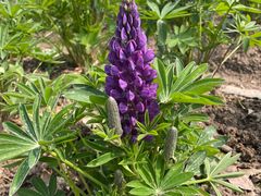 -春花秋色城市公园