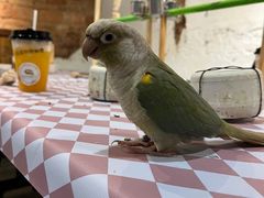 -深圳鸟咖鹦花岛