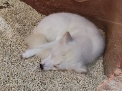 -Zoolung Zoolung动物主题公园(海信广场店)