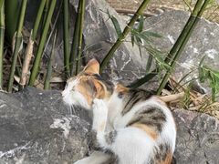 -龙华素斋(龙华路店)