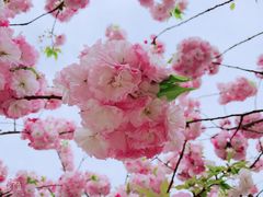-高东镇樱花园