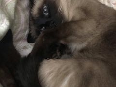 -普兰达德国餐厅·德式脆皮烤猪肘·自酿啤酒(观唐店)