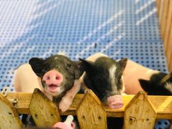 -萌宠亲子动物乐园(槐房万达店)