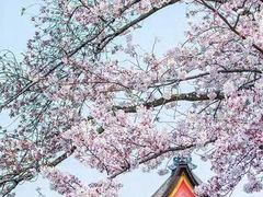 -Sakura·美颜社·日式私汤SPA