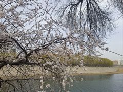 -桃花堤公园