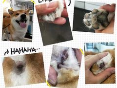 -宠小格时尚宠物生活馆(唐镇店)