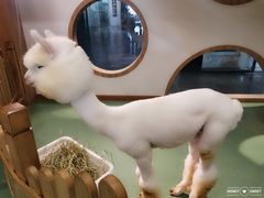 -藦茜花园宠物主题亲子互动体验馆(国顺东路店)