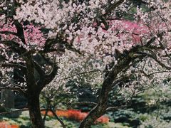 -杭州植物园