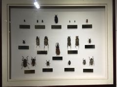 -上海昆虫博物馆