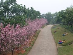 -天适樱花悠乐园