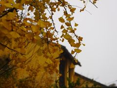 -东山风景区(洞庭东山)