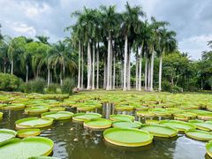 -中国科学院西双版纳热带植物园