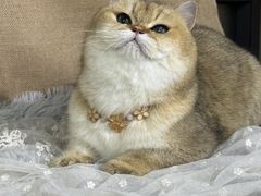 -爱派特动物医院·全科诊疗中心