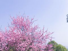 -香雪海