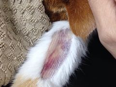 -成都民大动物医院