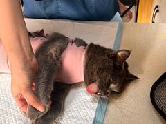 -瑞派长江宠物医院·猫科·外科·24小时夜护(谊城公寓分院)