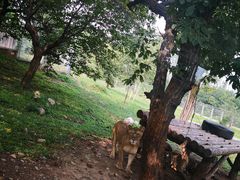 -西安秦岭野生动物园