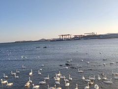 -烟墩角天鹅湖