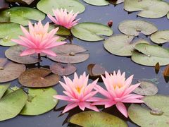 -莲花池公园