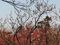 -梅花山(明孝陵内)